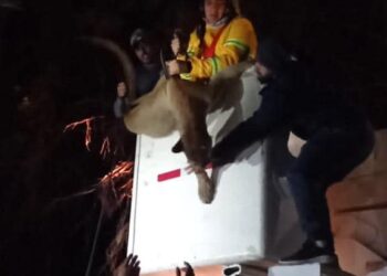 Con trabajo interinstitucional, rescatan a felino sano y salvo.