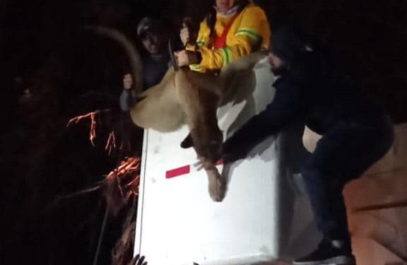 Con trabajo interinstitucional, rescatan a felino sano y salvo.