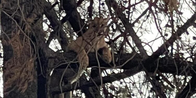 Ubican puma en la vía pública en Panotla.