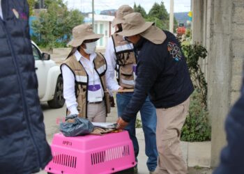 Rescata PROPAET a canino en situación de maltrato y abandono