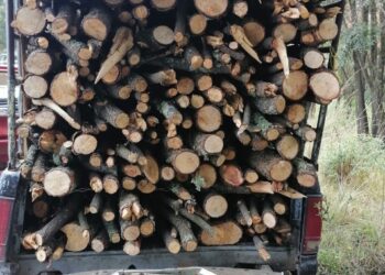 Policía de montaña asegura dos vehículos con materia prima forestal en la malinche y Tlaxco