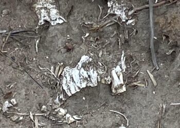 Localizan posible osamenta humana en Terrenate.