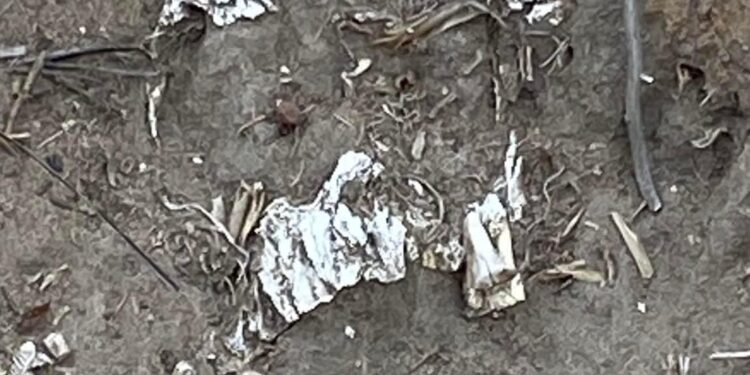 Localizan posible osamenta humana en Terrenate.