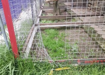 Denuncian ante FGR desaparición de guacamaya del zoológico del altiplano