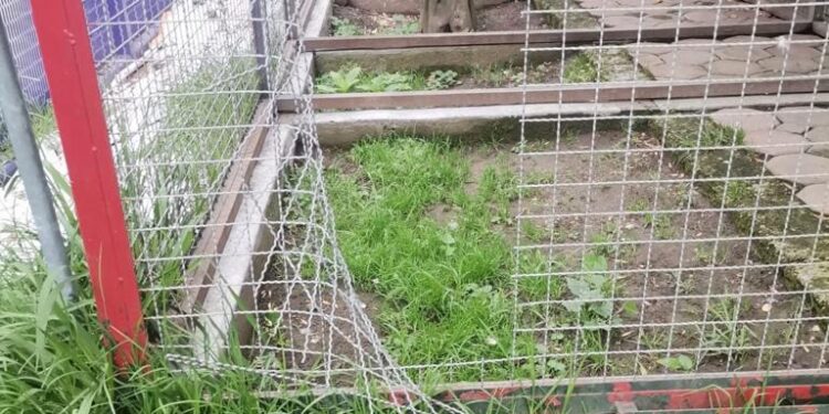 Denuncian ante FGR desaparición de guacamaya del zoológico del altiplano