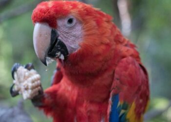 Roban una guacamaya del zoológico de Tlaxcala.