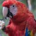 Roban una guacamaya del zoológico de Tlaxcala.