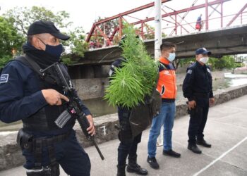 Asegura Policía de Tlaxcala Capital 20 plantas de cannabis sembradas en el Río Zahuapan
