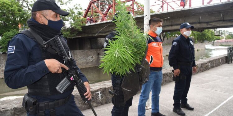 Asegura Policía de Tlaxcala Capital 20 plantas de cannabis sembradas en el Río Zahuapan