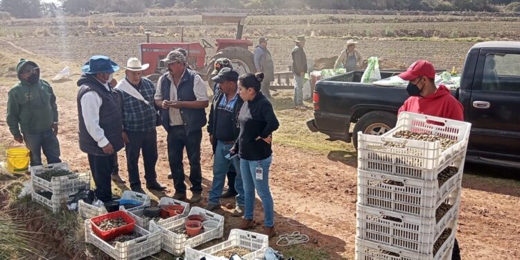 Impulsa SIA e INIFAP la producción de papa en Tlaxcala con semillas mejoradas