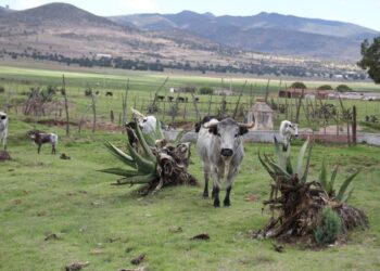 ITDT busca fortalecer la tauromaquia en el Estado