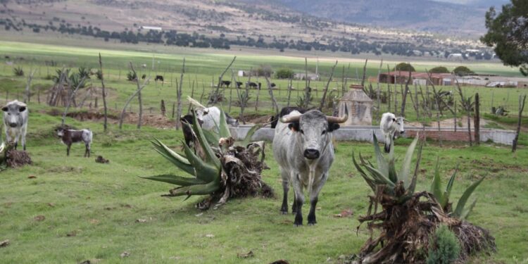 ITDT busca fortalecer la tauromaquia en el Estado
