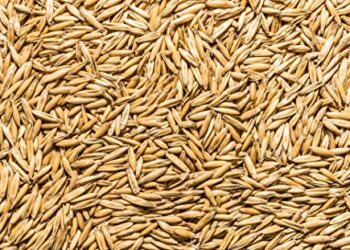 Inicia edil de Cuapiaxtla programa de entrega de avena.