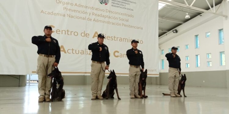 Obtienen binomios caninos certificación para detectar fentanilo