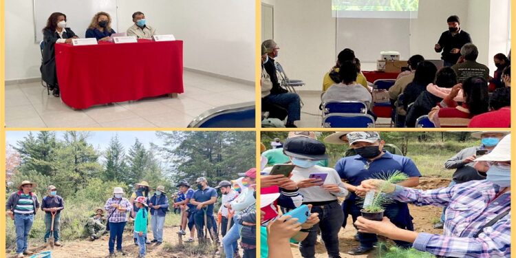 Impulsa UATx restauración de ecosistemas forestales