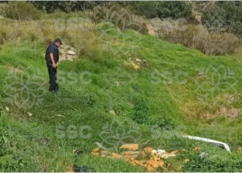 Asegura SSC planta de marihuana en Tzompantepec 