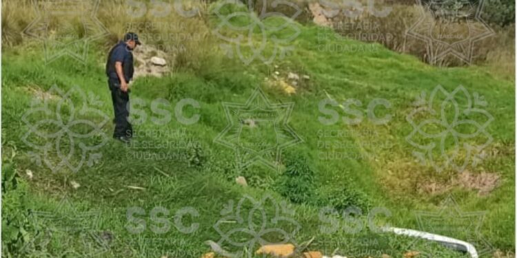 Asegura SSC planta de marihuana en Tzompantepec