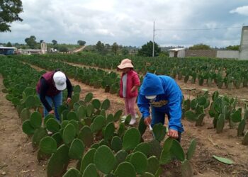 Presenta SIA tres convocatorias en el marco del día del nopal y la tuna