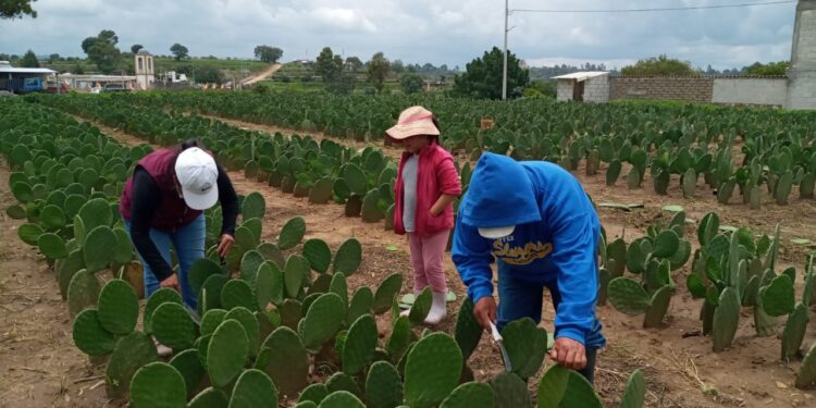Presenta SIA tres convocatorias en el marco del día del nopal y la tuna