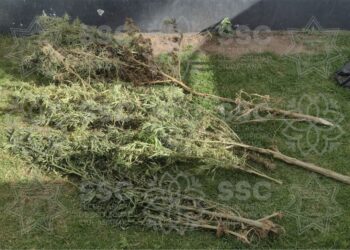 Para prevenir delitos contra la salud, asegura ssc matas de marihuana 