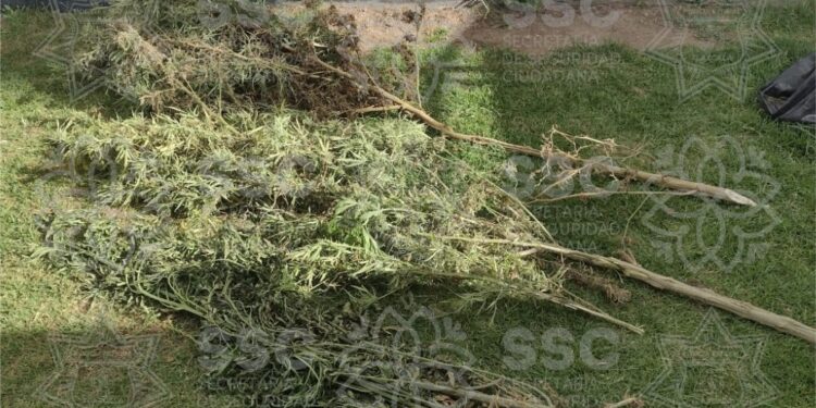 Para prevenir delitos contra la salud, asegura ssc matas de marihuana