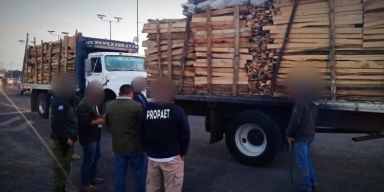 Realizan acciones de inspección y vigilancia contra la tala ilegal en la malinche