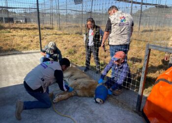 Llegan tres ejemplares de felinos al zoológico del altiplano