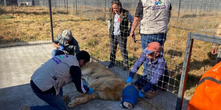Llegan tres ejemplares de felinos al zoológico del altiplano