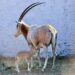 Nace un orix cimitarra en el zoológico del altiplano de Tlaxcala