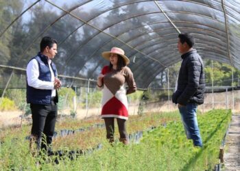  Produce SMA más de 585 mil árboles forestales y ornamentales para donación este año