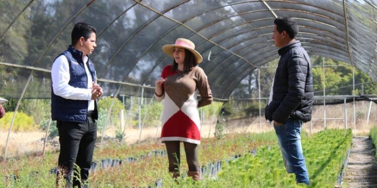  Produce SMA más de 585 mil árboles forestales y ornamentales para donación este año