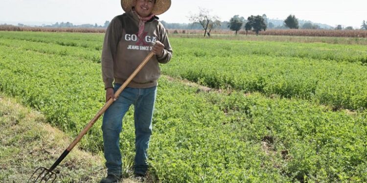 Abre SIA convocatorias para proyectos agrícolas
