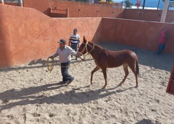 Realiza SIA acciones de conservación del equus asinus