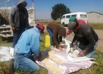 Logró SIA aumento de producción de maíz con plan de manejo de agricultura orgánica en 2022