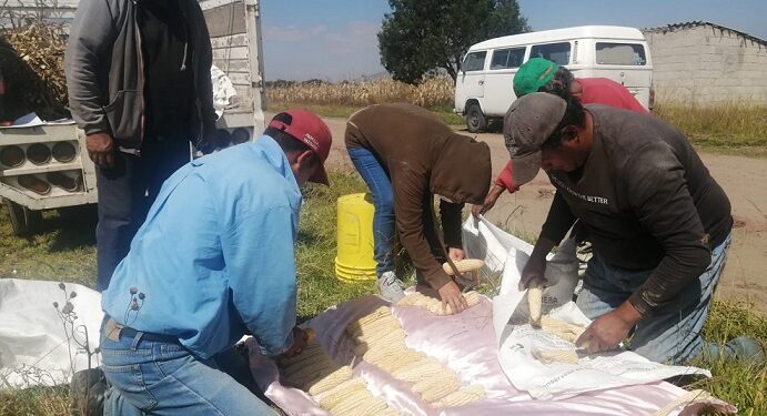 Logró SIA aumento de producción de maíz con plan de manejo de agricultura orgánica en 2022