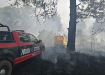 Logra SSC 59 puestas a disposición por delitos ambientales