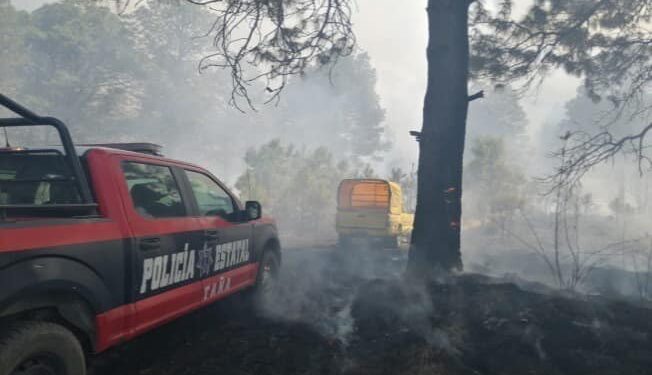 Logra SSC 59 puestas a disposición por delitos ambientales