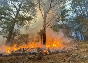 Incendio forestal en Chiautempan afectó 84 hectáreas