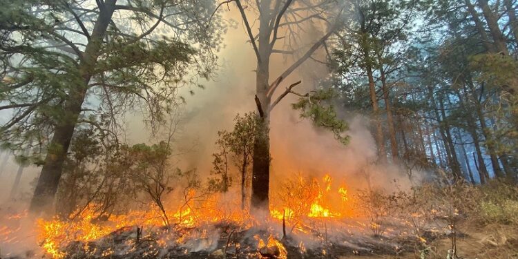 Incendio forestal en Chiautempan afectó 84 hectáreas