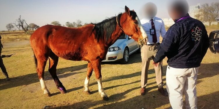 Atiende PROPAET y autoridades de Calpulalpan denuncia de maltrato animal