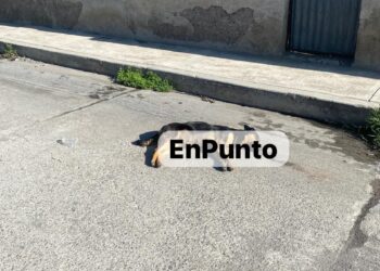 Envenenan a decenas de perritos en San Lucas, Huamantla.