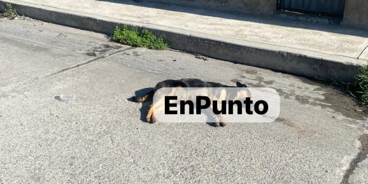 Envenenan a decenas de perritos en San Lucas, Huamantla.