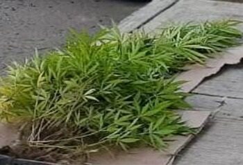 Asegura PGJE 56 plantas de marihuana en el municipio de Tlaxcala