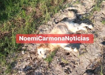 Se registra envenenamiento de canes en Tepetitla.