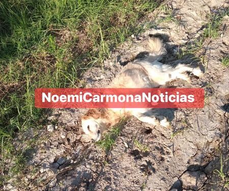 Se registra envenenamiento de canes en Tepetitla.