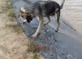 Rescatan a perritos de jagüey en Terrenate.