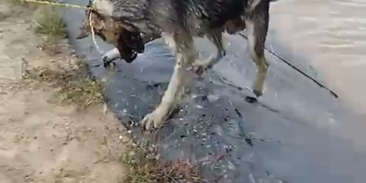 Rescatan a perritos de jagüey en Terrenate.