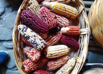 Festival de Maíz, Cultura, Tradición e Identidad de Ixtenco.