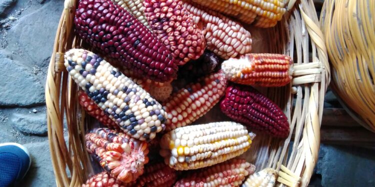 Festival de Maíz, Cultura, Tradición e Identidad de Ixtenco.