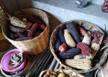 Festival de Maíz, Cultura, Tradición e Identidad de Ixtenco.